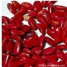 【特价】广玉兰种子玉兰种子批发广玉兰种子种植技术苗木种子