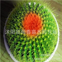 【4元特价】金冠仙人球金琥仙人球批发(每箱装40个)