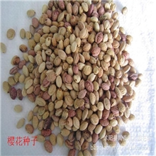 供应开红花日本樱花种子价格山樱种子苗木种子批发