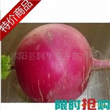 正宗东北产雌性红萝卜痛风天敌痛风克星抗痛风雌性大红萝卜现货