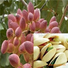 开心果树苗美国开心果树苗规格齐全