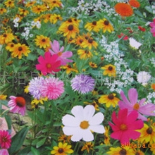 进口野花组合种子耐旱喜阳草坪花种子草花种子