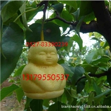 人参果，造型水果，艺术水果苗，真正的人生果树苗，自然结果