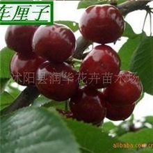 车厘子樱桃苗美国引种清香可口甜美细嫩车厘子樱桃