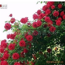 供应藤本月季藤本中的精品品种齐全欢迎选购量大优惠