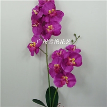 【精品推荐】供应新两叉手感蝴蝶兰品质保证（图）