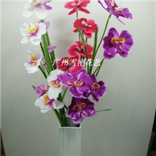 【精品推荐】供应5头皮叶蝴蝶兰量大从优（图）