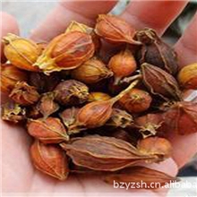 热销栀子批发中药材黄栀子清热利湿