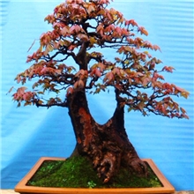 批发供应盆景三角枫，大别山小叶枫树，生命力极强，好管理。