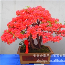 杜鹃桩景，神形兼备，古朴自然，春观花，夏秋观叶，冬观骨。