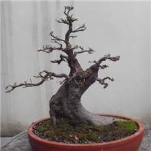 供应盆景植物榆树,管理粗放，耐寒耐冻。