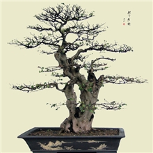 低价供应古桩檵木盆景，春季观花，其他季节观叶。