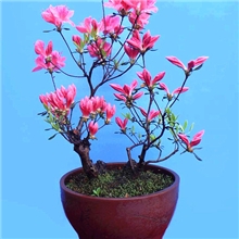 盆景植物杜鹃杜鹃欣赏盆景,春观花，夏秋观叶，冬观骨。