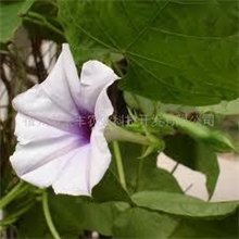 观花、观果、能治病的神秘金丝指葫芦盆景种子