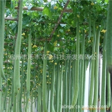 世界最长的丝瓜-适合生态园、农业科技园、观光园种植的品种。