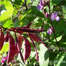 15元吃一年、调节血清胆固醇、降心脑血管抗癌长寿的丹麦彩豆种子