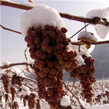 地被征买一送一成熟期最早与最晚的神奇冬葡萄苗