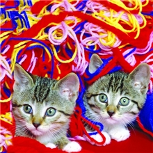 提供数码印花、转移印花、匹布印花、卷布印花、时尚个性印花