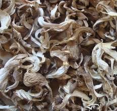 云南昆明菌体蛋白干平菇批发野生蘑菇等