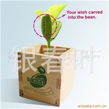 木盒爱情魔豆批发创意礼品新奇特迷你植物盆栽魔豆种子批发