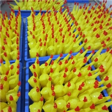 厂家直销大号42厘米惨叫鸡，宠物玩具鸡，大中小都有