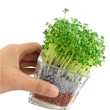 迷你桌面盆栽陶碳球负离子植栽水培低碳办公室植物