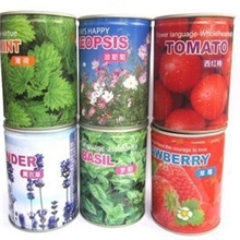 新奇植物易拉罐花卉种植桌面种植罐装花卉迷你植物办公种植