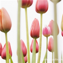 样品费补差价其它费用。10元数量选10，20元数量选20。。。