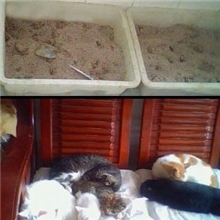 【猫砂系列】膨润土猫砂5KG、10KG、25KG