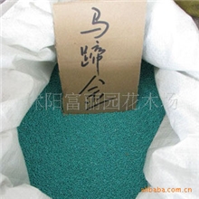 特价出售进口草坪种子【马蹄金种子】