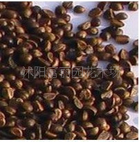 花卉种子爬山虎种子