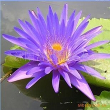 出售；水生花卉【睡莲】香水莲（块根）