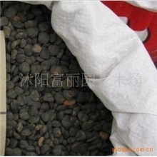 出售当年新采苗木树种紫玉兰种子