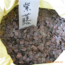 特价出售新采摘紫藤种子紫藤花种子