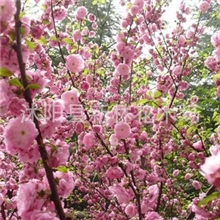 榆叶梅批发绿化苗木梅花品种枝叶茂密，花繁色艳梅花批发