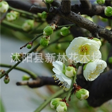 绿梅绿萼梅绿色梅花彩色梅花庭院工程绿化批发梅花苗