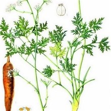 供应中药材种子中药草种子党参种子黄参防党参中灵草