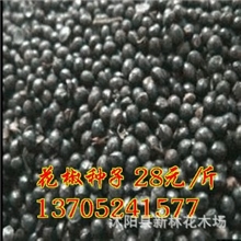 花木种子花椒种子28元/斤药材树木种子树木苗木种子