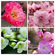 红梅绿梅美人梅榆叶梅等梅花绿化苗木批发梅花苗
