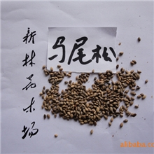 供应松树种子马尾松种子发芽率高纯度好80元/斤花木种子