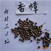 低价出售优质香樟树种子、纯度好、发芽率高