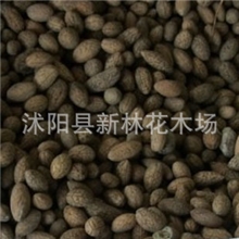 花木种子杜英种子40元/斤庭院树种行道树绿化苗木