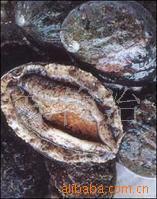 批发供应大连鲍鱼，九孔鲍鱼，皱纹盘鲍