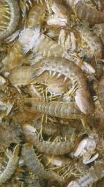 大量供应鲜活赖尿虾（虾姑，皮皮虾）