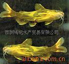 批发供应万绿湖黄骨鱼，黄辣丁，黄颡鱼