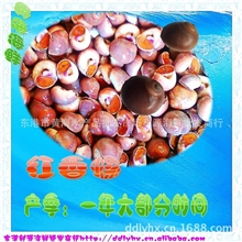 海鲜-鲜活-海产品批发-海产品-利源海鲜商行长期供应红香螺