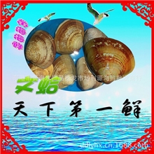海鲜-文蛤、鲜活海产品、贝类、尽在东港利源海鲜