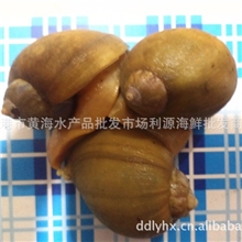 贝类-海鲜冷冻水产-、水产批发，冷冻初加工、丹东海鲜，翡翠螺