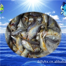 鲜活、水产批发，冷冻初加工。海鲜贝类、丹东海鲜、海产品小黄花