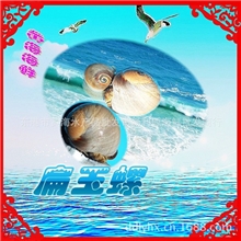 海鲜东港利源海鲜长期供应优质海产品香螺